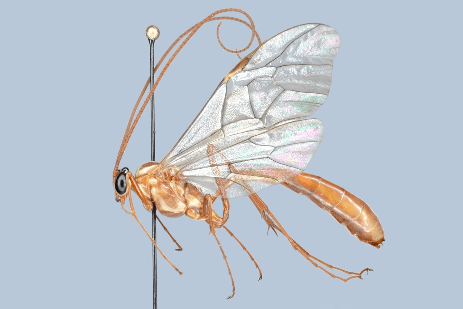 Default image